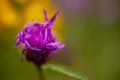 Macro shot of a wild purple flake flower, with blurry background