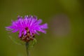 Macro shot of a wild purple flake flower, with blurry background Royalty Free Stock Photo