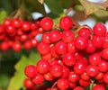 Red wild berries named viburnums Royalty Free Stock Photo