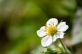 Wild strawberry fragaria vesca flower Royalty Free Stock Photo