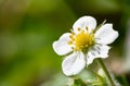 Wild strawberry fragaria vesca flower Royalty Free Stock Photo