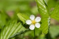 Wild strawberry fragaria vesca flower Royalty Free Stock Photo