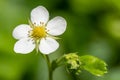 Wild strawberry fragaria vesca flower Royalty Free Stock Photo