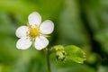 Wild strawberry fragaria vesca flower Royalty Free Stock Photo