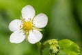 Wild strawberry fragaria vesca flower Royalty Free Stock Photo