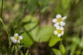 Macro shot of a wild strawberry fragaria vesca flower Royalty Free Stock Photo