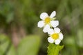 Macro shot of a wild strawberry fragaria vesca flower Royalty Free Stock Photo