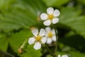 Wild strawberry fragaria vesca flowers Royalty Free Stock Photo