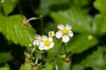 Wild strawberry fragaria vesca flowers Royalty Free Stock Photo