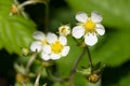 Wild strawberry fragaria vesca flowers Royalty Free Stock Photo