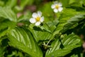 Wild strawberry fragaria vesca flowers Royalty Free Stock Photo