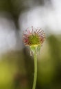 Macro shot of a wild thorny flower with bokeh lights background Royalty Free Stock Photo