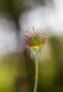 Macro shot of a wild thorny flower with bokeh lights background