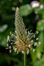 Ribwort Plaintain