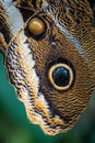 Macro shot of a wing of an owl butterfly Royalty Free Stock Photo