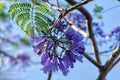 Macro Shot of Wisteria Flower Buds