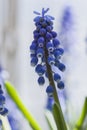 Macro Shot of Wisteria in Keukenhof National Park in Netherlands