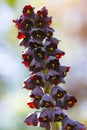 Macro Shot of Wisteria in Keukenhof National Park