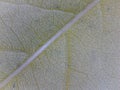 Macro shot of a wisteria leaf under the lights