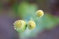 Macro shot of withered poppy flowers Royalty Free Stock Photo