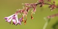 Macro shot of withering blossoms of Syringa josikaea, the Hungarian lilac