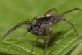 A macro shot of a wolf spider, Lycosidae, eating a fly. Royalty Free Stock Photo