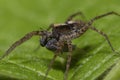 A macro shot of a wolf spider, Lycosidae, sitting on leaf and eating a fly Royalty Free Stock Photo