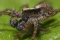 A macro shot of a wolf spider sitting on leaf and eating a fly Royalty Free Stock Photo