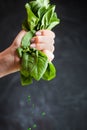 Macro shot of woman hand squeezing spinach lettuce salad leaves on the dark concrete background. Green drops of spinach juice