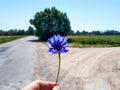 Macro shot of single blue cornflower on beautiful landscape of country road and green field Royalty Free Stock Photo