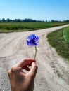 Macro shot of woman holding single blue cornflower on beautiful landscape of country road and green field Royalty Free Stock Photo