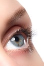 Macro shot of woman's beautiful eye with extremely long eyelashes Royalty Free Stock Photo