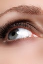 Macro shot of woman's beautiful eye with extremely long eyelashes. view, sensual look. Female eye with long eyelashes Royalty Free Stock Photo