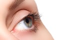 Macro shot of woman's beautiful eye with extremely long eyelashes. view, sensual look. Female eye with long eyelashes