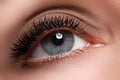 Macro shot of woman's beautiful eye with extremely long eyelashes. view, sensual look. Female eye with long eyelashes