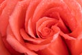 Macro shot of wonderful bloomed coral rose with dewdrops Royalty Free Stock Photo