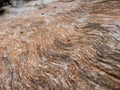 Macro shot of a wood trunk smooth texture with pattern of brown and white waves. Wavy wooden background