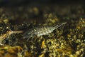 Macro shot of a woodlice on foliage Royalty Free Stock Photo