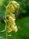 Macro shot of wooly foxglove flowerDigitalis lanata ** Note: S Royalty Free Stock Photo