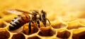 macro shot of worker bee on honeycomb. banner with copy space
