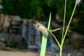 Macro Shot Of worm On A grass