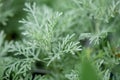 A macro shot of the Wormwood Artemisia absinthium herbs Royalty Free Stock Photo