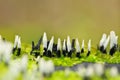 Mushroom - Xylaria hypoxylon