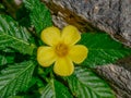 Close up of yellow Alder by a rock, Ramgoat dashalong, Turnera ulmifolia Royalty Free Stock Photo