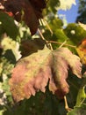 Macro shot of a yellow autumn leaf against a background of green leaves. Natural autumn wallpaper. Minimalism. Royalty Free Stock Photo