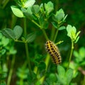 Macro shot of yellow caterpillar on green leaf Royalty Free Stock Photo