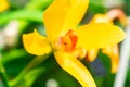 Macro shot of a yellow cattleya orchid flower in a garden Royalty Free Stock Photo