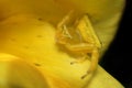 Macro shot of a yellow crab spider on a yellow flower isolated on dark background Royalty Free Stock Photo