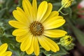 Macro shot of yellow daisy Royalty Free Stock Photo