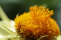 Macro shot of a yellow Everlasting flower growing in sunlight Royalty Free Stock Photo